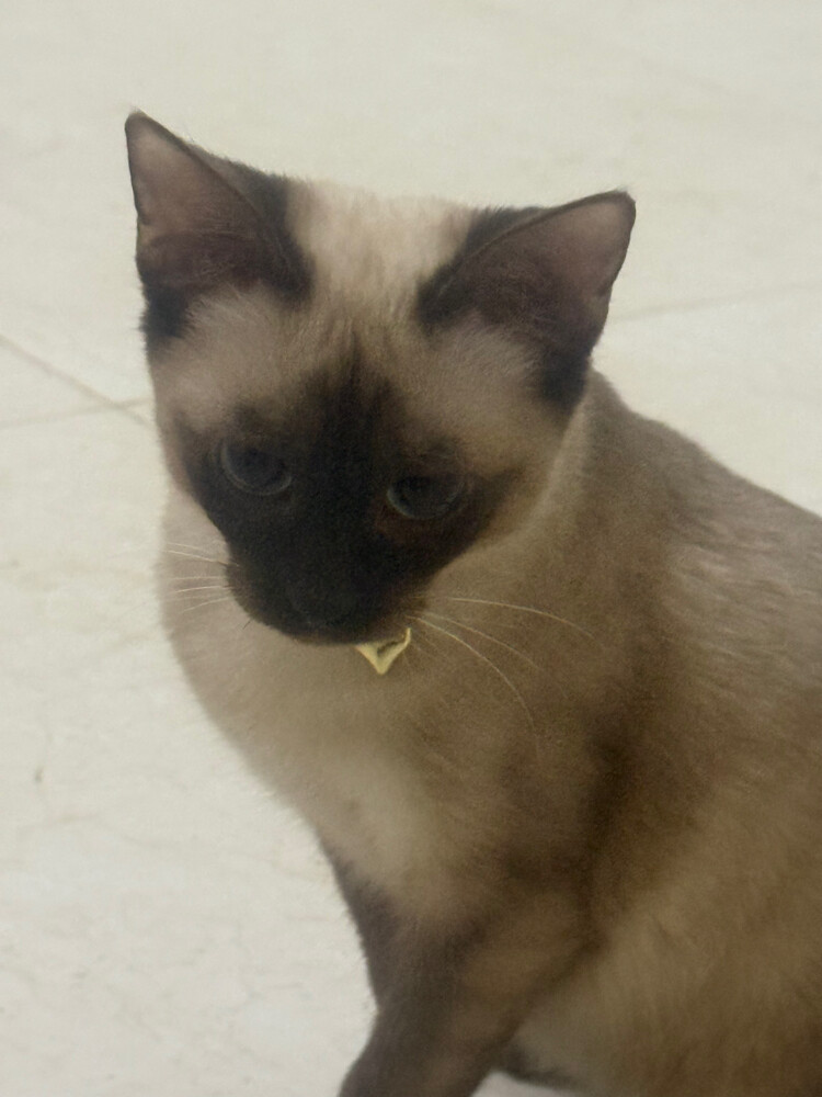 Siamese Cat - 2