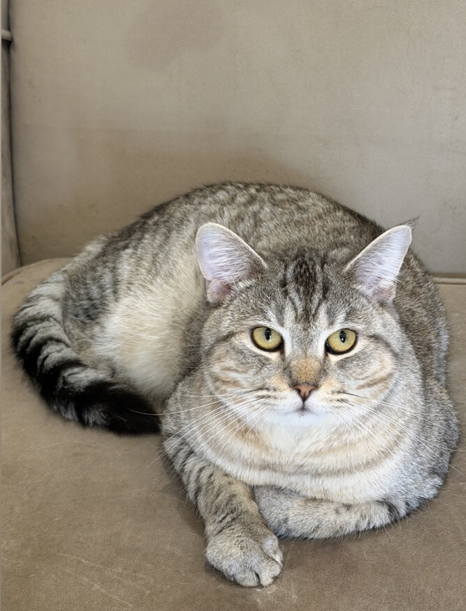 Scottish straight ear cat - 2