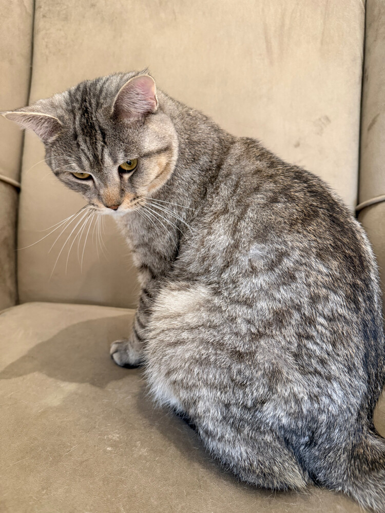Scottish straight ear cat - 4