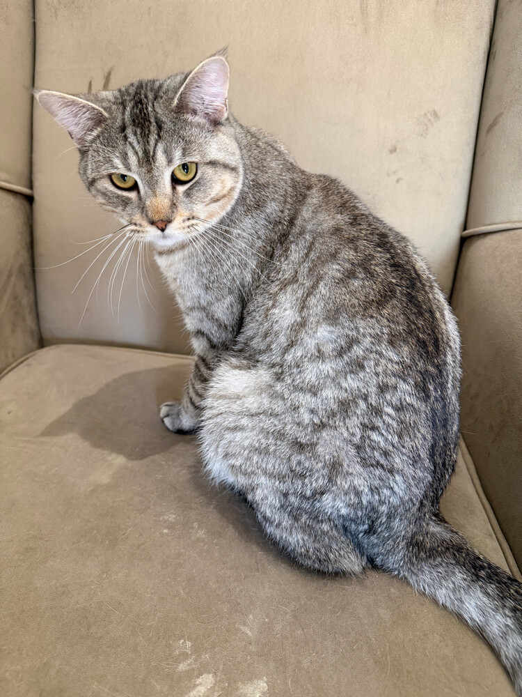 Scottish straight ear cat - 3