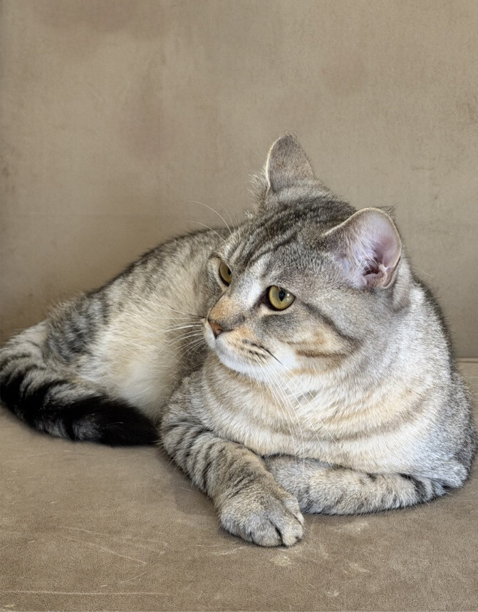 Scottish straight ear cat - 1