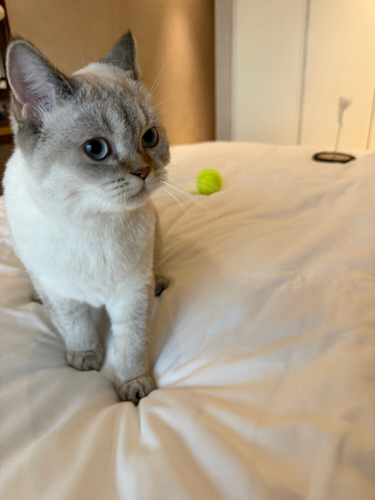 White Scottish Straight Female - 1