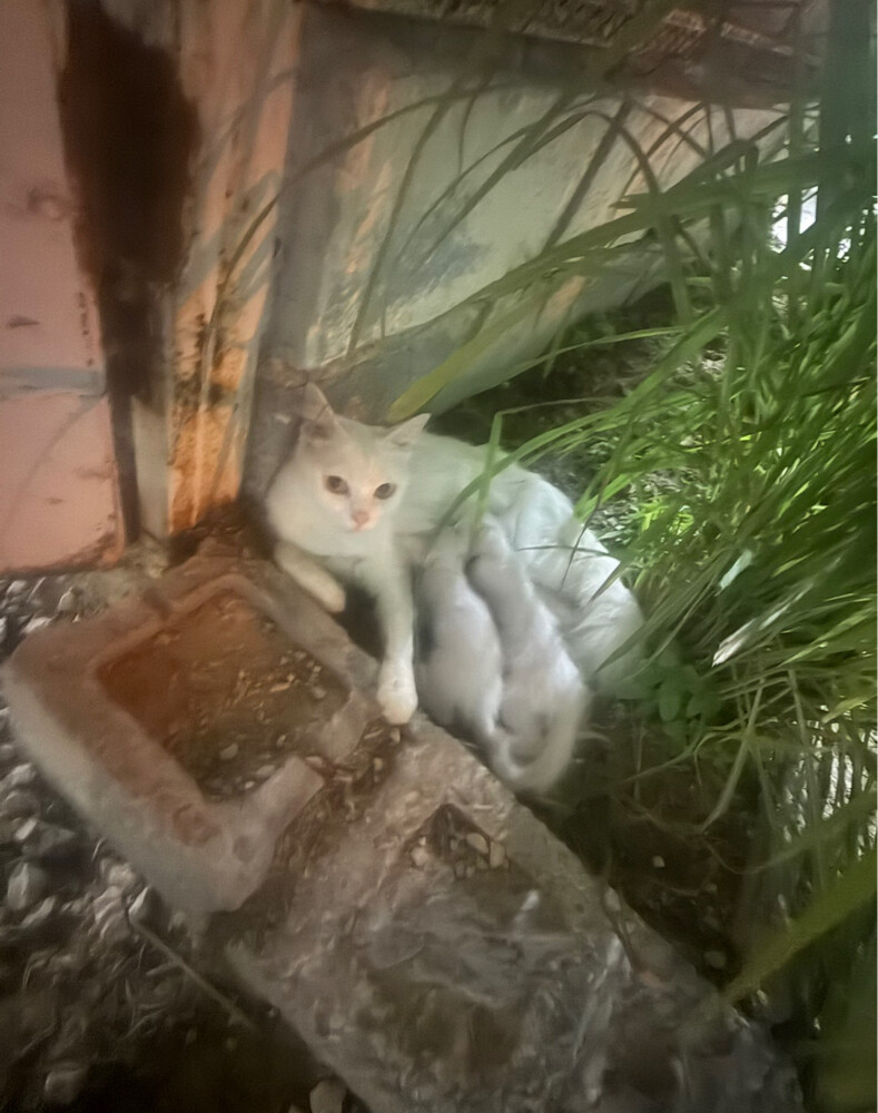 (no name) Persian kittens for sale - 5
