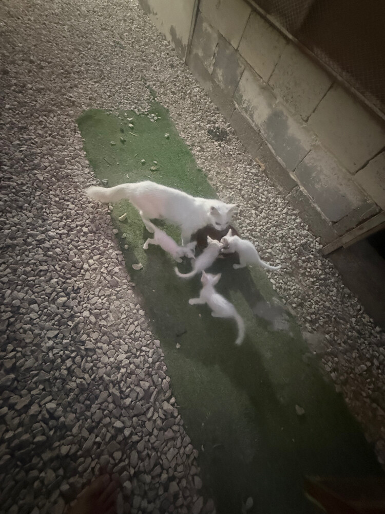 (no name) Persian kittens for sale - 2