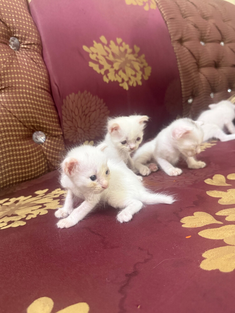 (no name) Persian kittens for sale - 4