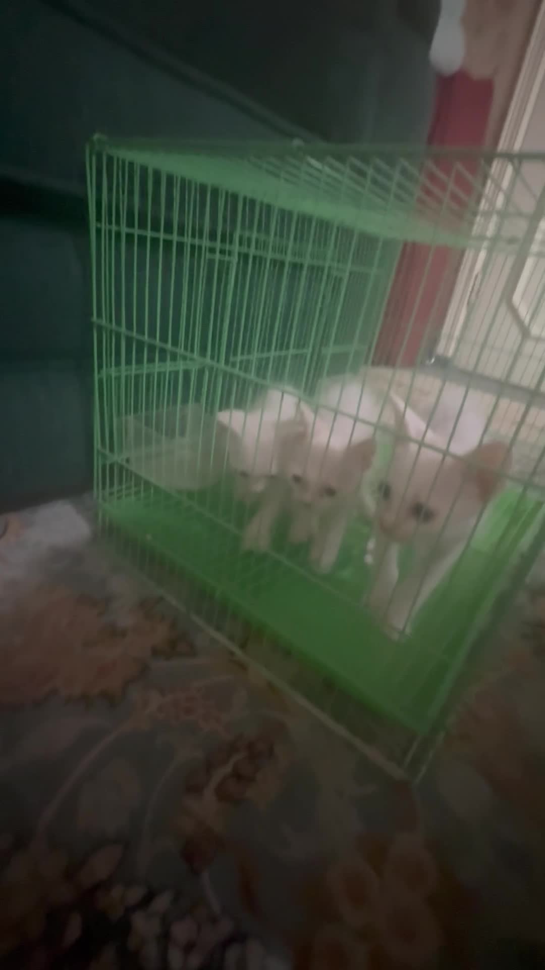 (no name) Persian kittens for sale - 8