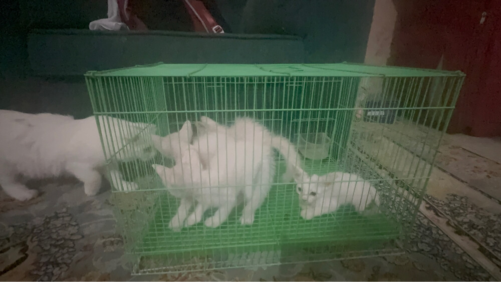 (no name) Persian kittens for sale - 6