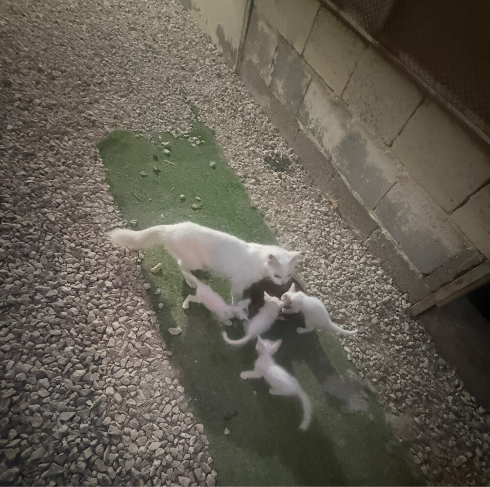 (no name) Persian kittens for sale - 1