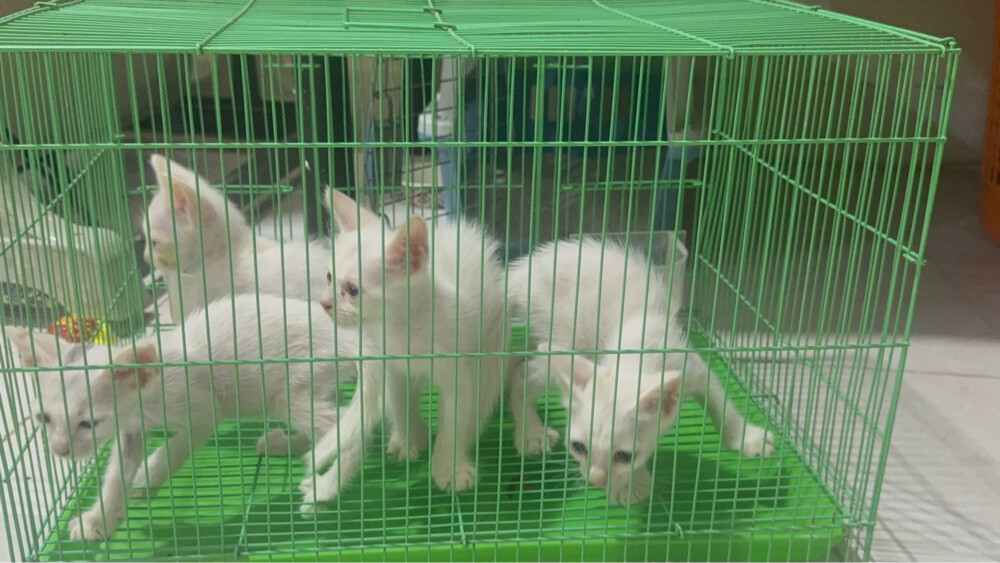 (no name) Persian kittens for sale - 7