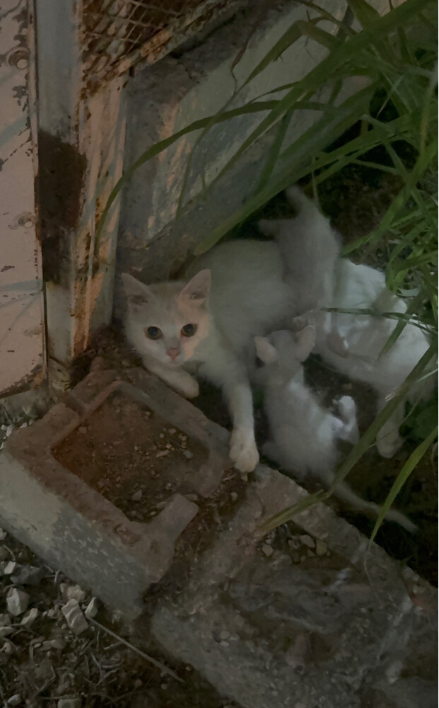 (no name) Persian kittens for sale - 3