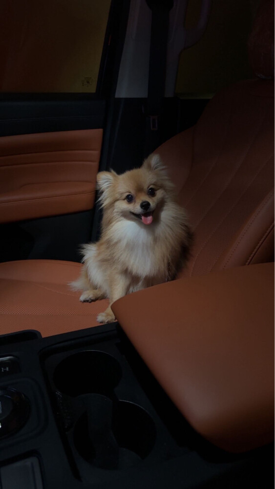 Dog broni - 2