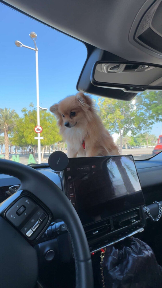 Dog broni - 3