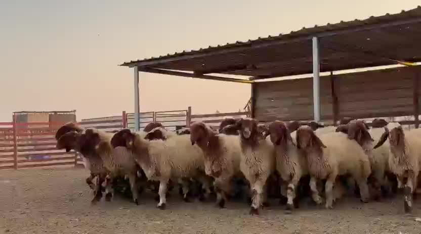 للبيع رخال سوريه طيبه مراح واحد - 1