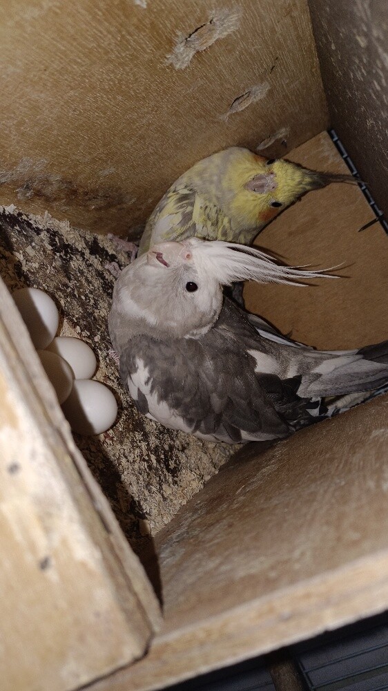 Cocktail breeding Pair for Sale - 1