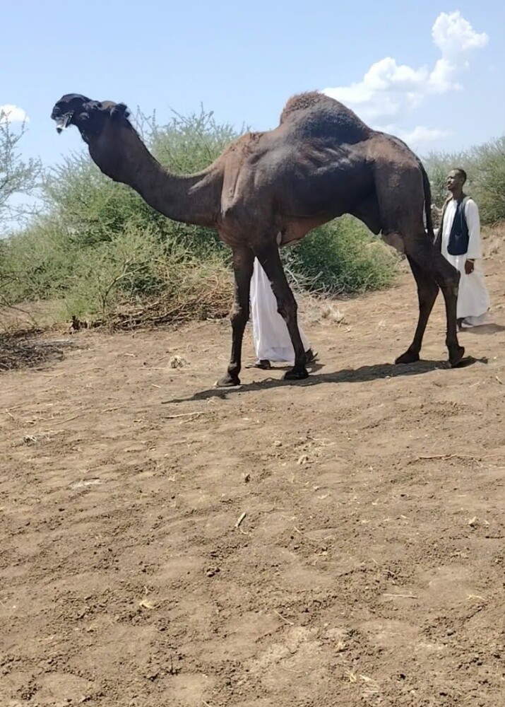 يوسف - 1