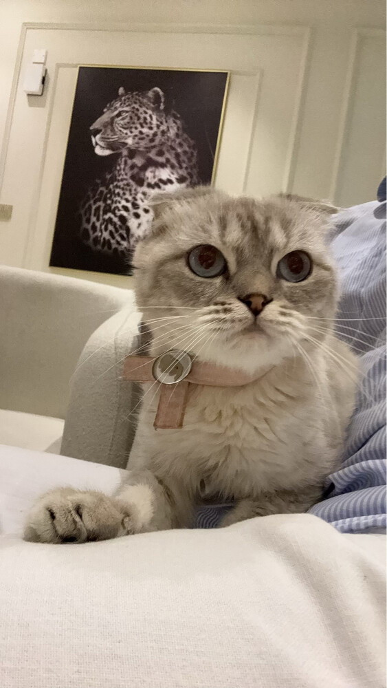 2 cats  - 2