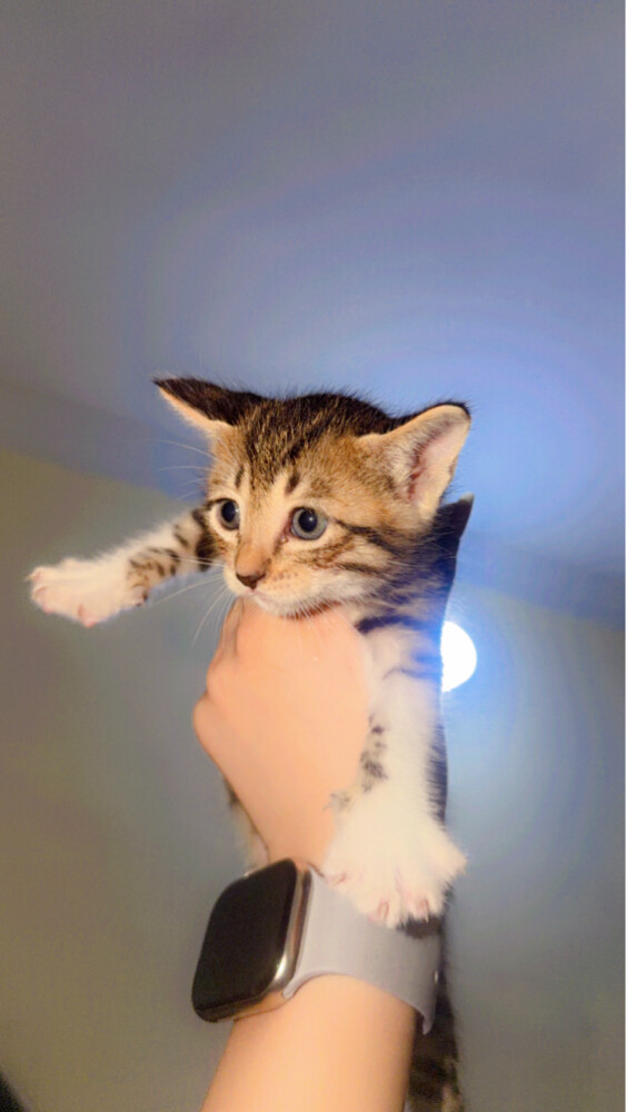 baby cat - 2