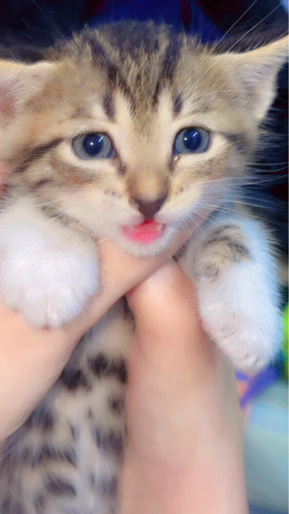 baby cat - 1