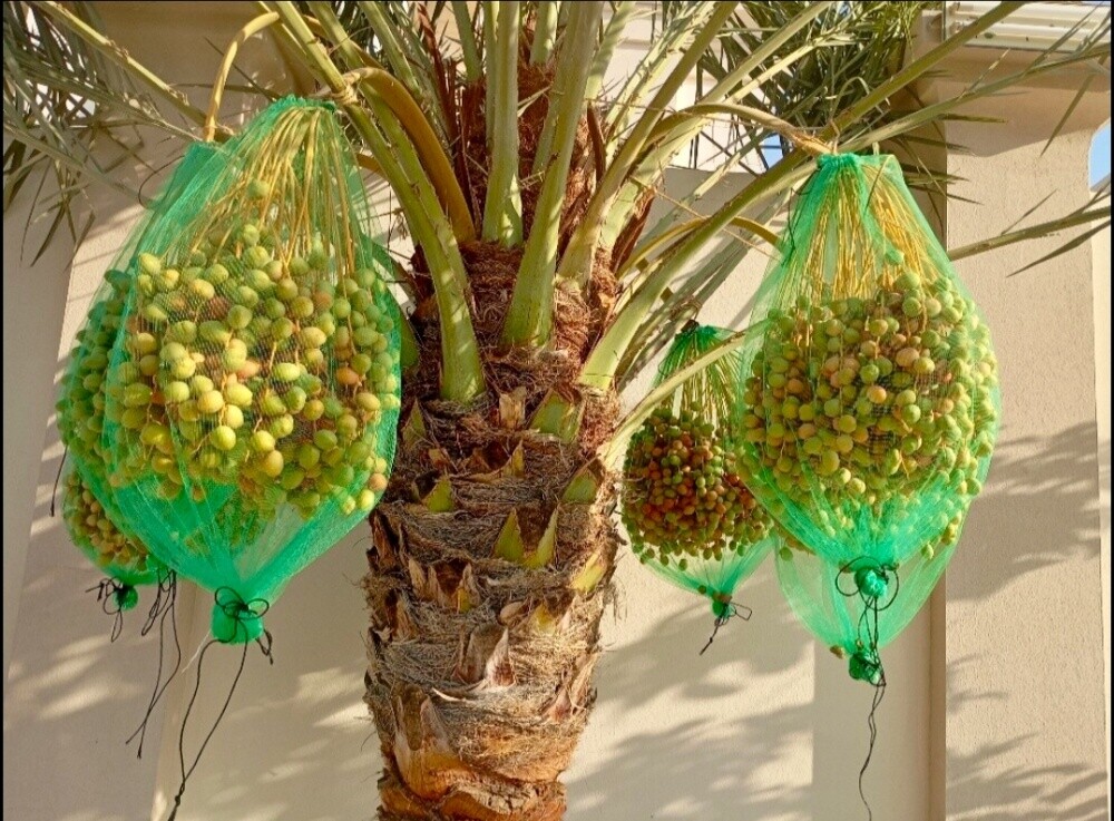 نخيل التمر - 2
