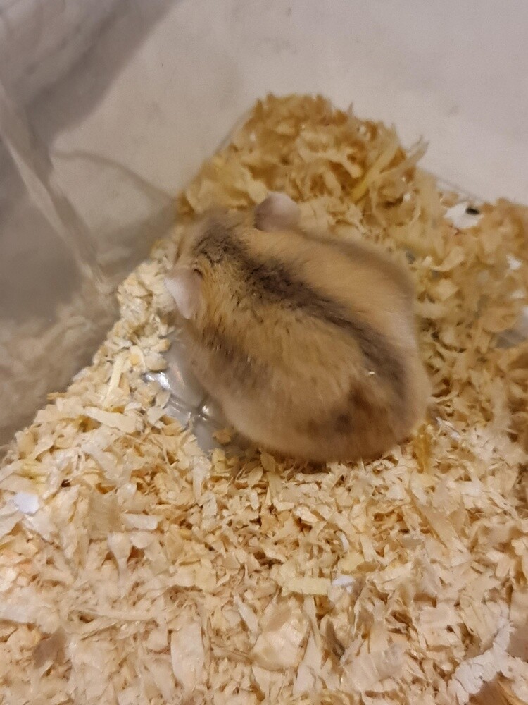 hamster - 1