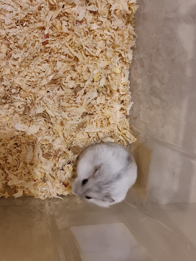 hamster - 2