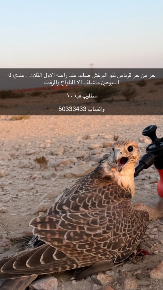حر من حر مزرعه البرغش - 1