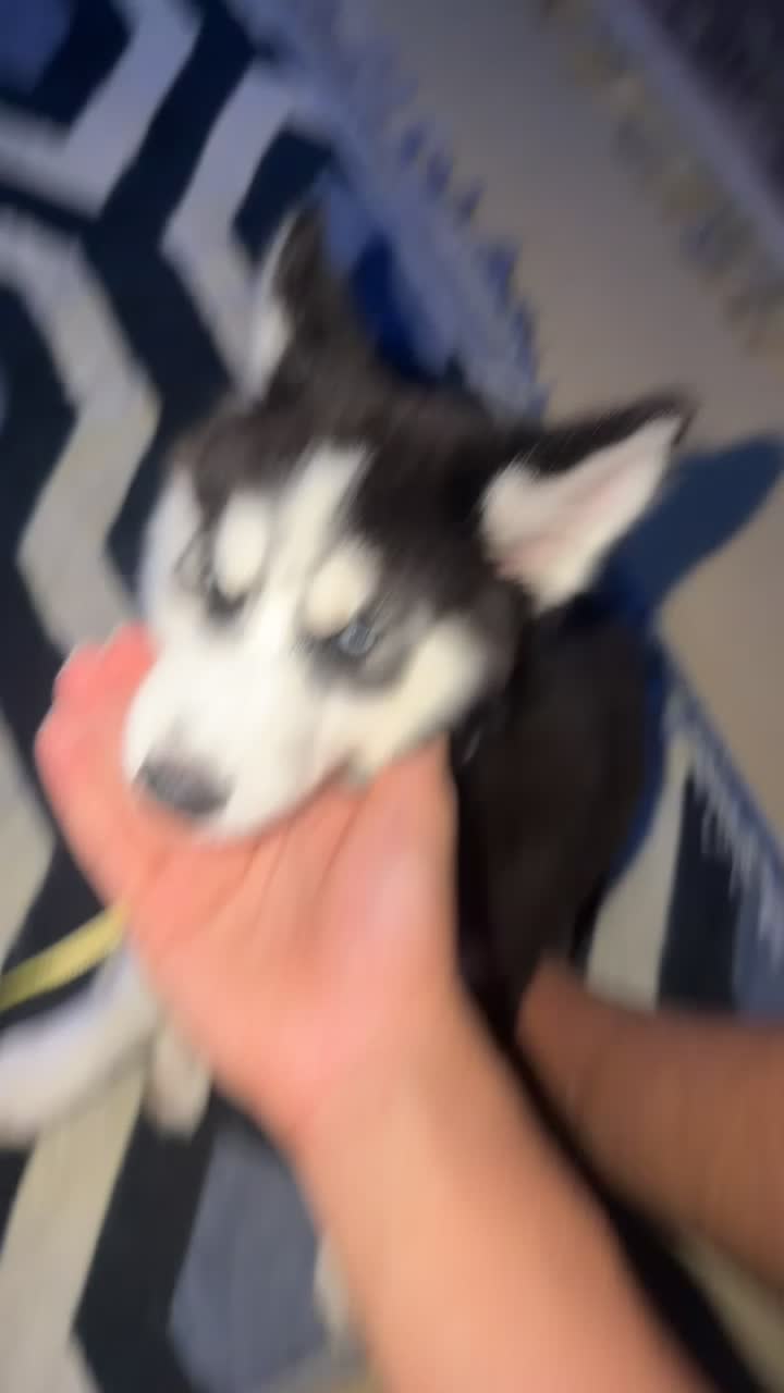 husky dog puppy - 4