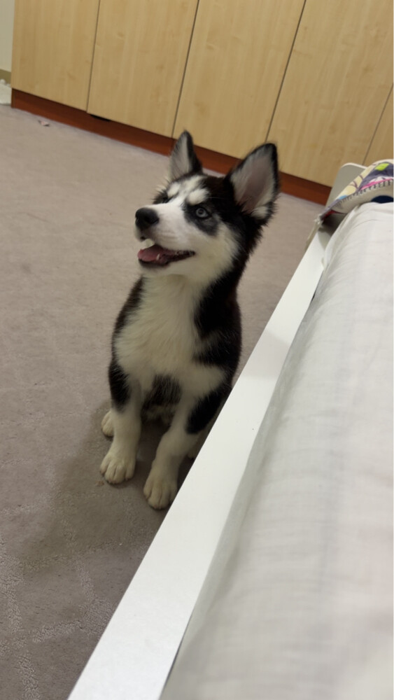 husky dog puppy - 2