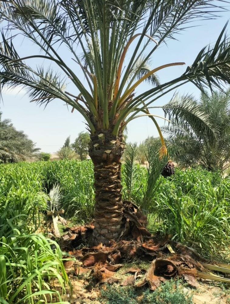 نخيل - 2