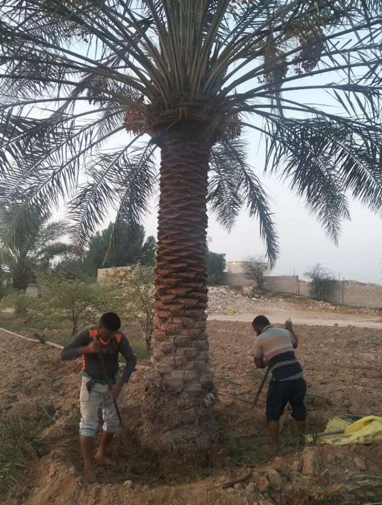 نخيل - 3