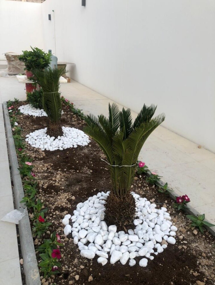 نخيل - 4