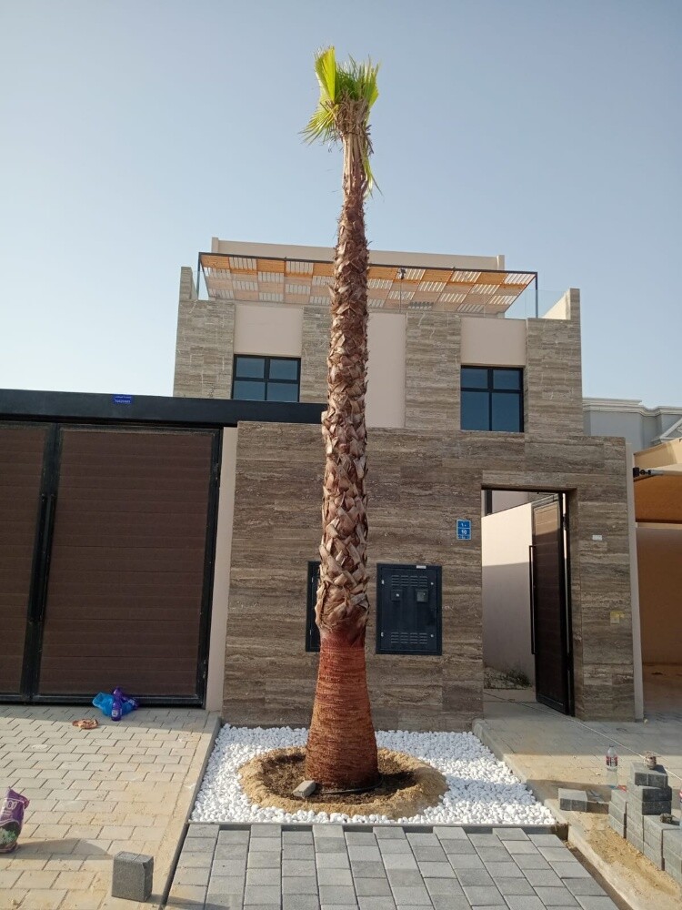 نخيل - 1