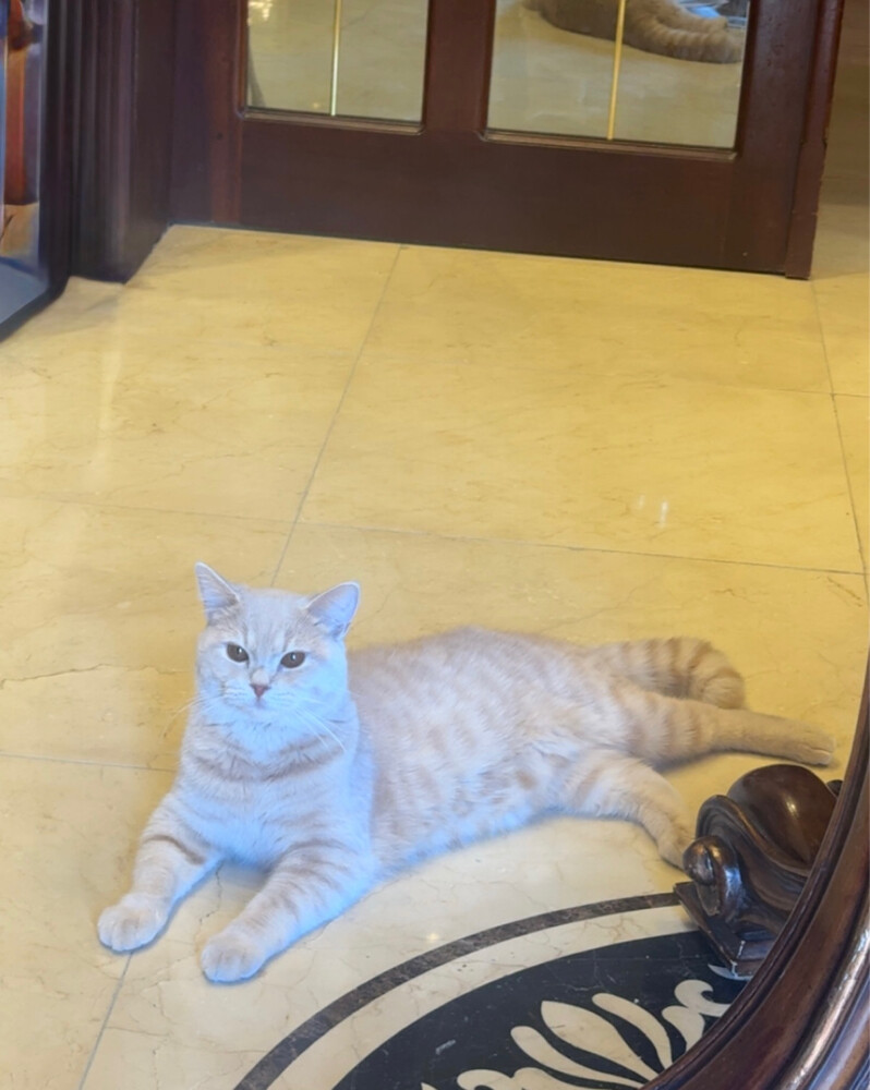 cat for adoption - 4
