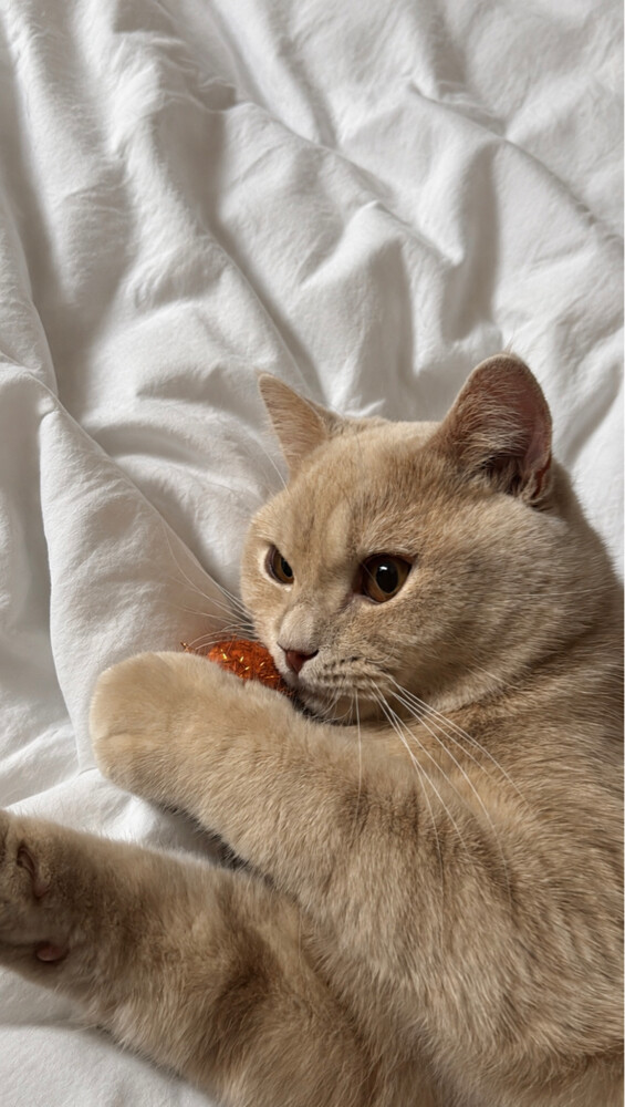 cat for adoption - 1