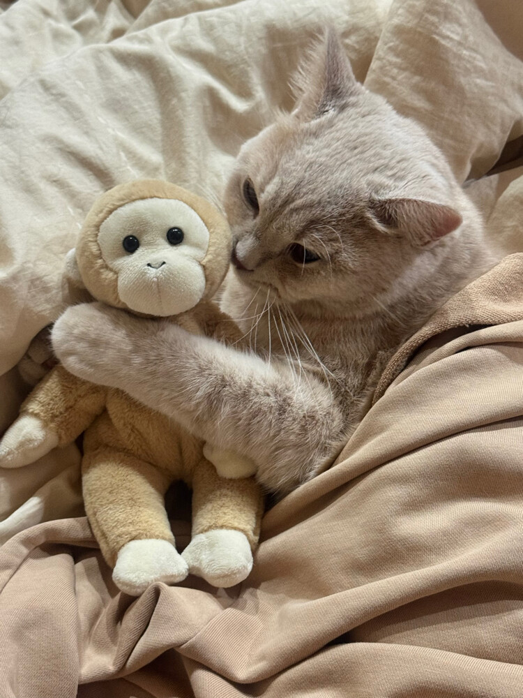 cat for adoption - 3