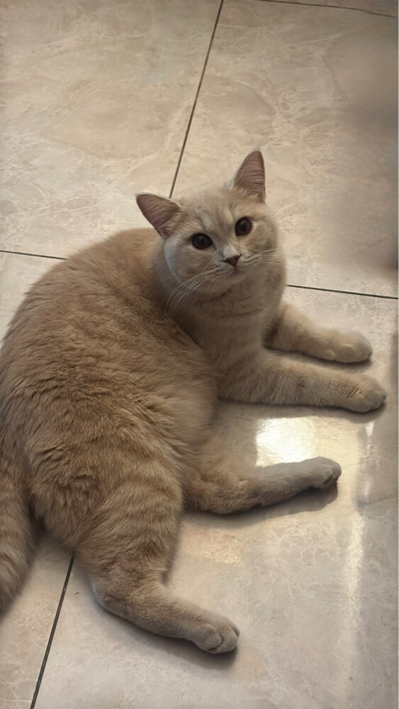 cat for adoption - 2