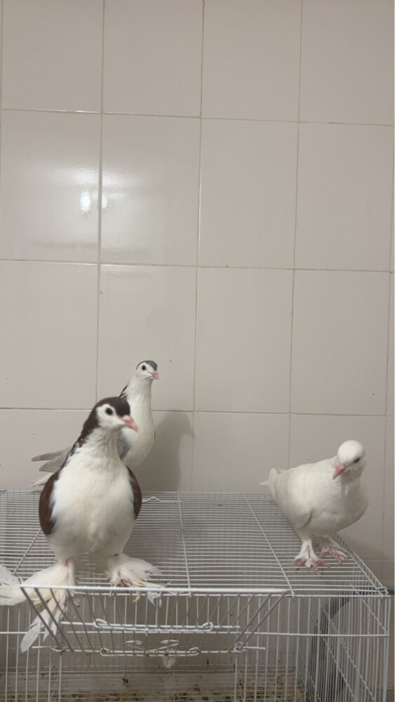 Lahore pigeon for sale. - 2
