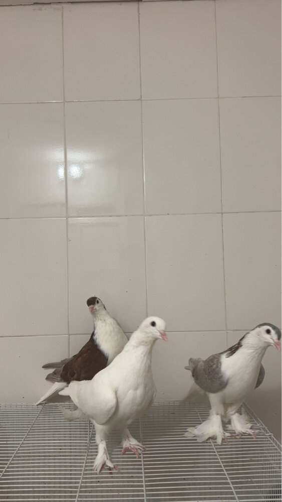 Lahore pigeon for sale. - 1