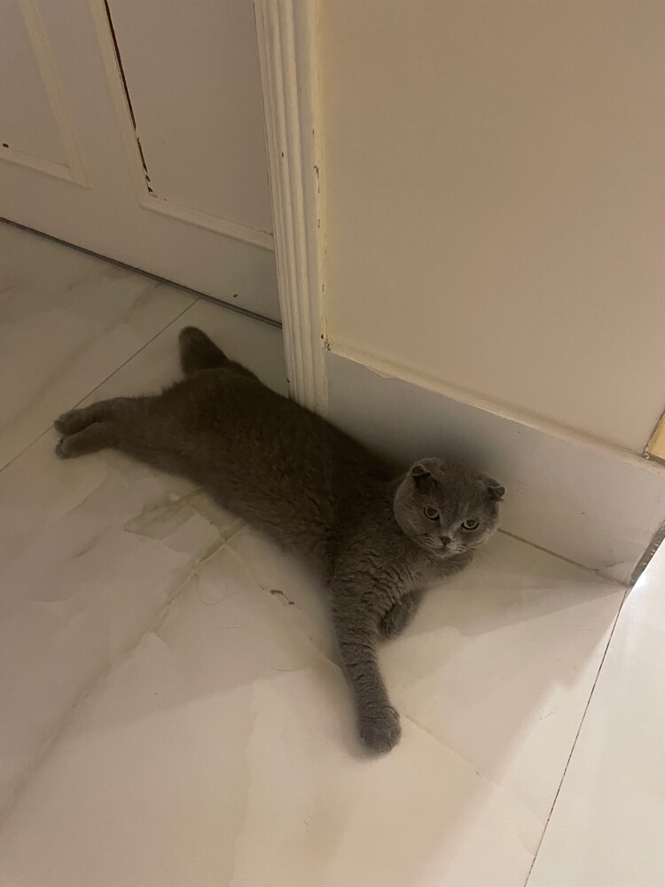 السعر علئ السوم وقابل لتفاوض  - 1