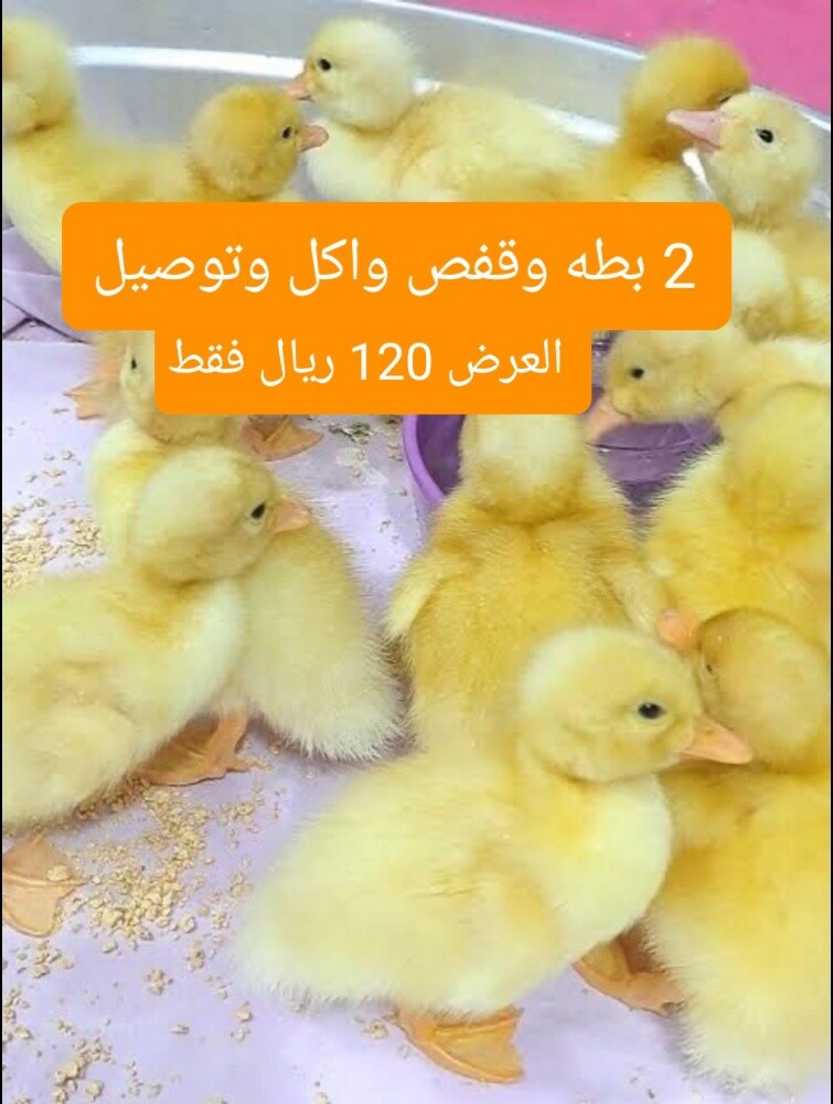 ٢ بطه صغيره مع قفص وأكل وتوصيل - 1