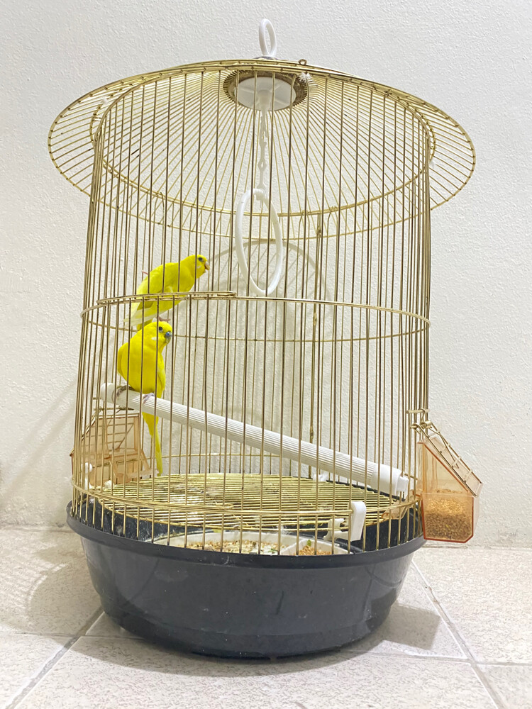 bird pair for sale =Qr150 - 1