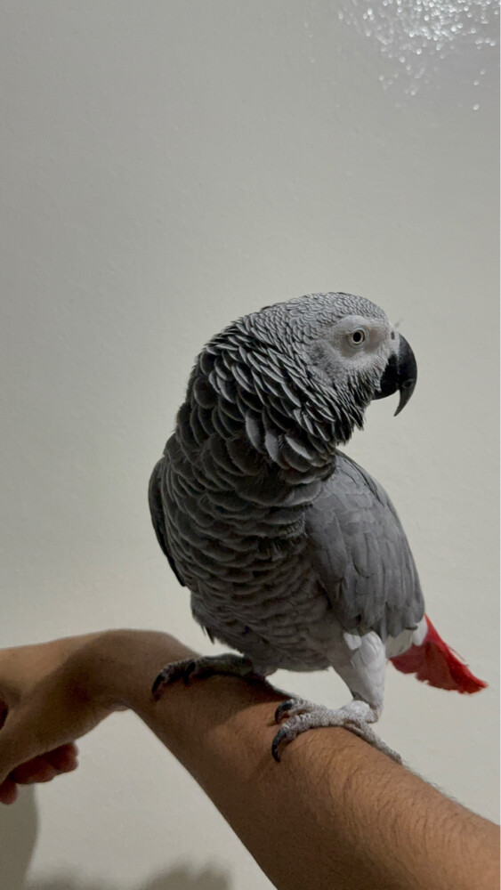 casco/ greay parrot - 2
