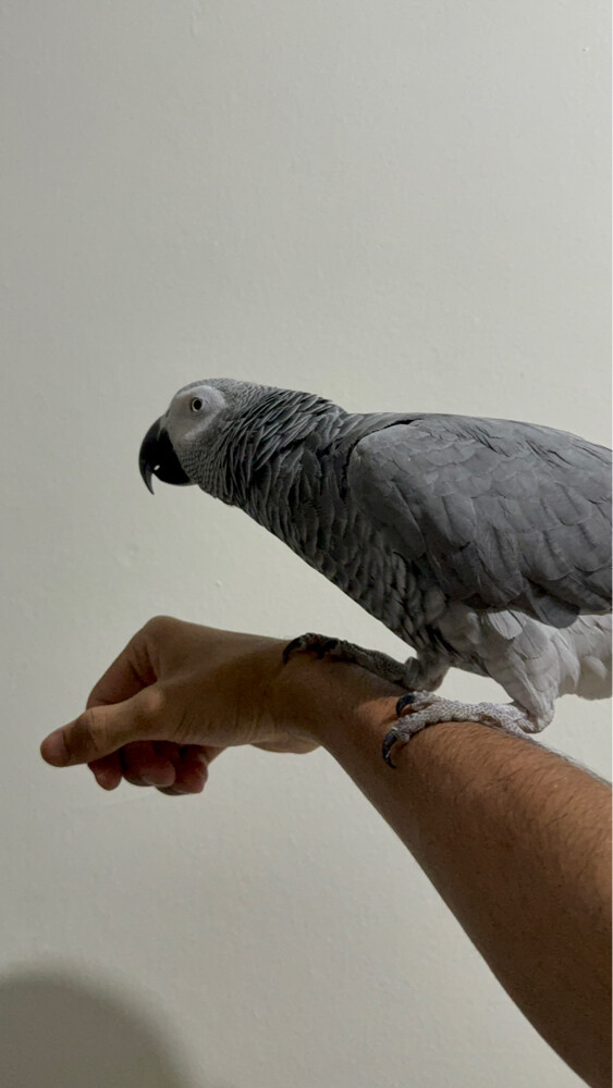 casco/ greay parrot - 3