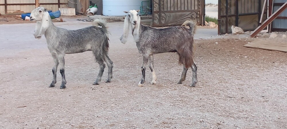 للبيع جمدات مشاريك وصنف فاخره طيب - 1