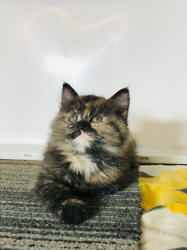 Tortoiseshell Persian - 3