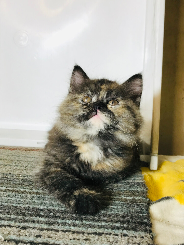 Tortoiseshell Persian - 6
