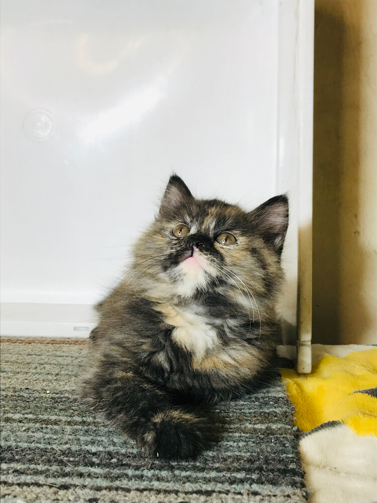 Tortoiseshell Persian - 2