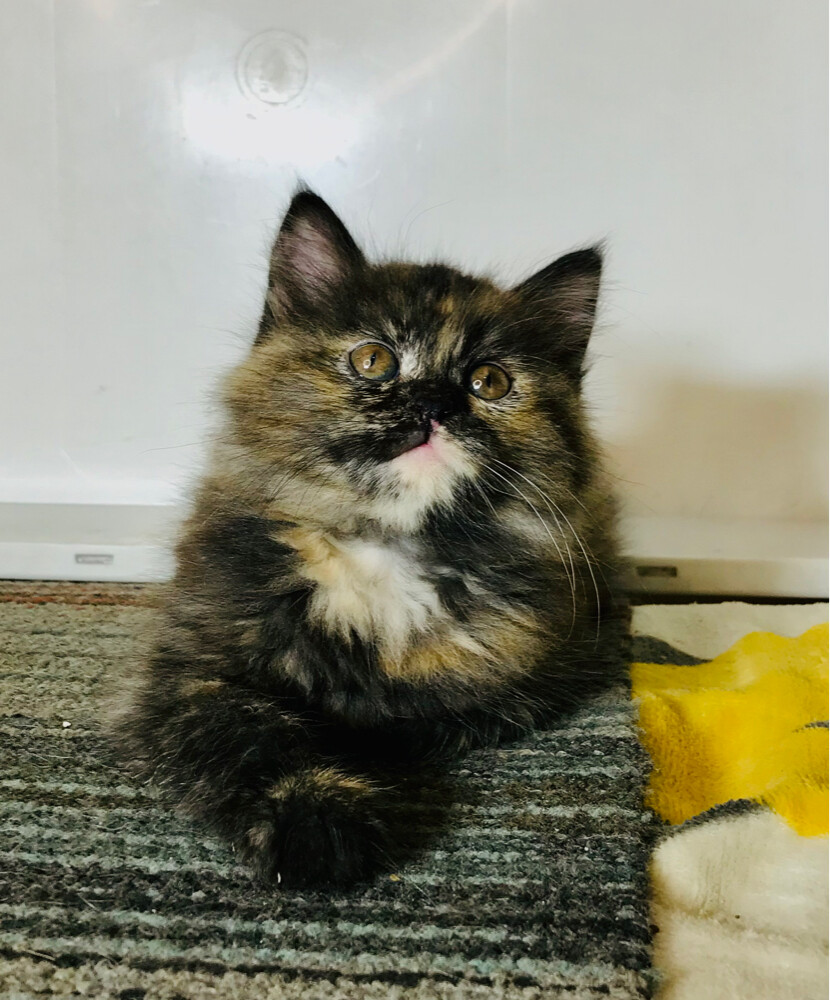 Tortoiseshell Persian - 4