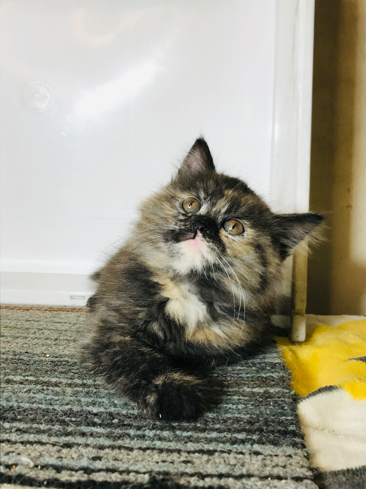 Tortoiseshell Persian - 5