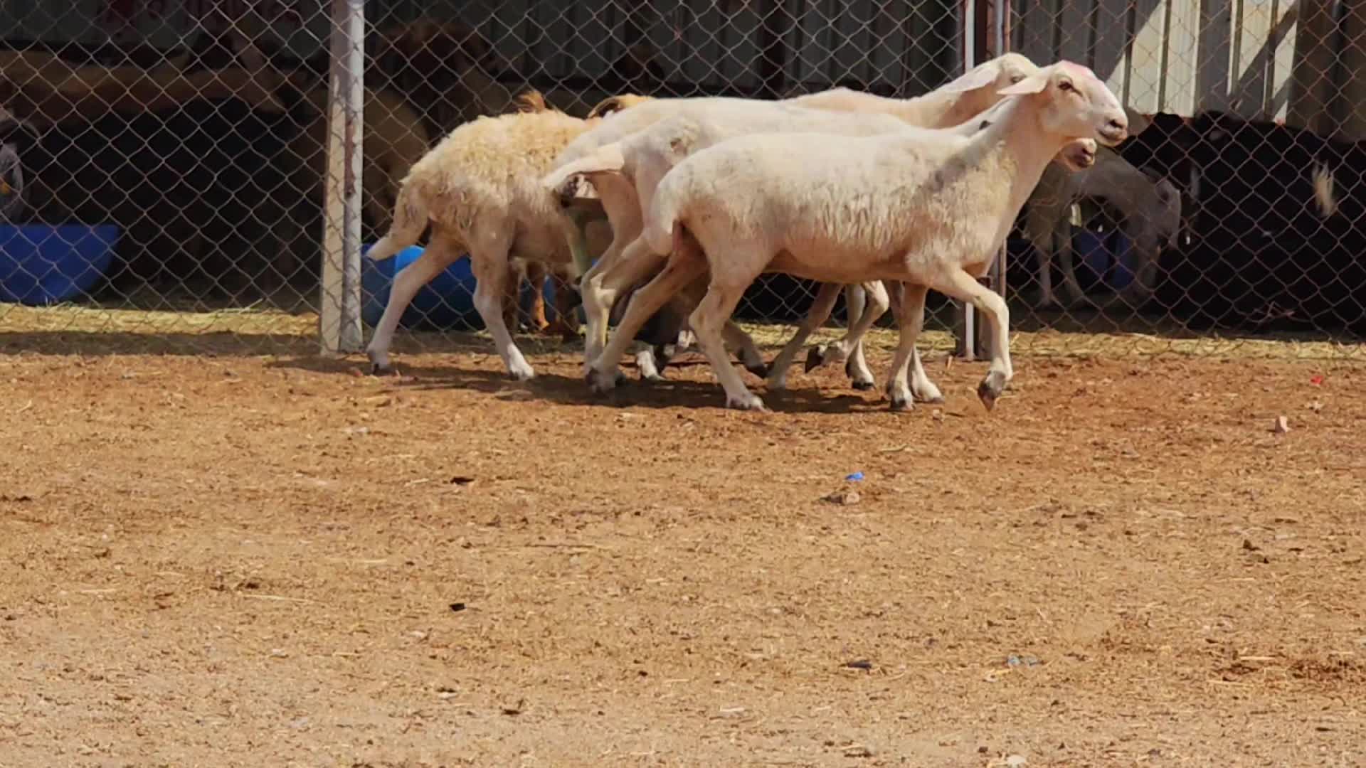 شوهات قبرصيات طيبه - 1